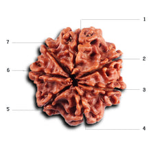 Load image into Gallery viewer, 7 Mukhi Nepalese Rudraksha - Bead No.59