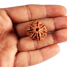 Load image into Gallery viewer, 7 Mukhi Nepalese Rudraksha - Bead No.61