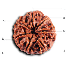 Load image into Gallery viewer, 7 Mukhi Nepalese Rudraksha - Bead No 64