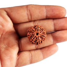Load image into Gallery viewer, 7 Mukhi Nepalese Rudraksha - Bead No 64