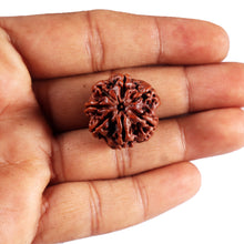Load image into Gallery viewer, 7 Mukhi Nepalese Rudraksha - Bead No.65