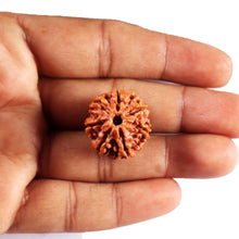 Load image into Gallery viewer, 7 Mukhi Nepalese Rudraksha - Bead No 67