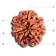 Load image into Gallery viewer, 7 Mukhi Nepalese Rudraksha - Bead No.68
