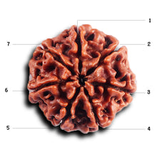 Load image into Gallery viewer, 7 Mukhi Nepalese Rudraksha - Bead No .70