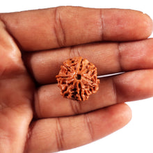Load image into Gallery viewer, 7 Mukhi Nepalese Rudraksha - Bead No 73