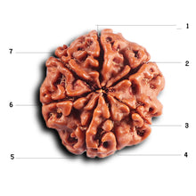 Load image into Gallery viewer, 7 Mukhi Nepalese Rudraksha - Bead No .74