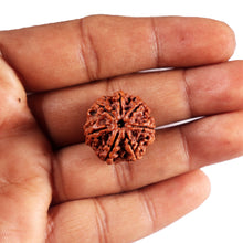 Load image into Gallery viewer, 7 Mukhi Nepalese Rudraksha - Bead No .76