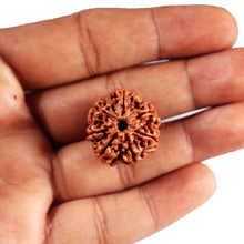 Load image into Gallery viewer, 7 Mukhi Nepalese Rudraksha - Bead No.78