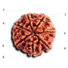 Load image into Gallery viewer, 7 Mukhi Nepalese Rudraksha - Bead No 80