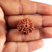 Load image into Gallery viewer, 7 Mukhi Nepalese Rudraksha - Bead No 80