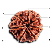 Load image into Gallery viewer, 7 Mukhi Nepalese Rudraksha - Bead No 83