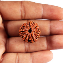 Load image into Gallery viewer, 7 Mukhi Nepalese Rudraksha - Bead No 83