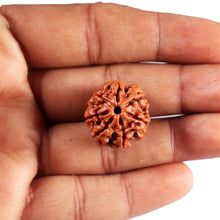 Load image into Gallery viewer, 7 Mukhi Nepalese Rudraksha - Bead No 84