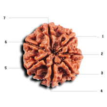 Load image into Gallery viewer, 7 Mukhi Nepalese Rudraksha - Bead No 85