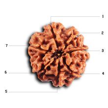 Load image into Gallery viewer, 7 Mukhi Nepalese Rudraksha - Bead No 86