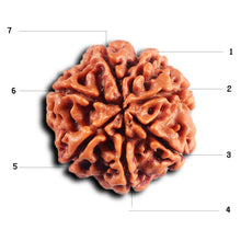 Load image into Gallery viewer, 7 Mukhi Nepalese Rudraksha - Bead No 88