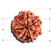 Load image into Gallery viewer, 7 Mukhi Nepalese Rudraksha - Bead No 89