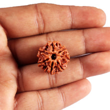 Load image into Gallery viewer, 7 Mukhi Nepalese Rudraksha - Bead No 89