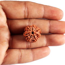 Load image into Gallery viewer, 7 Mukhi Nepalese Rudraksha - Bead No 90