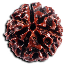 Load image into Gallery viewer, 7 Mukhi Hybrid Rudraksha - Bead No.63