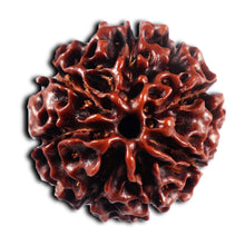 Load image into Gallery viewer, 7 Mukhi Hybrid Rudraksha - Bead No.64