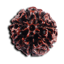 Load image into Gallery viewer, 7 Mukhi Hybrid Rudraksha - Bead No.65