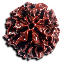 Load image into Gallery viewer, 6 Mukhi Hybrid Rudraksha - Bead No. 68