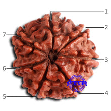 Load image into Gallery viewer, 7 Mukhi Nepalese Rudraksha - Bead No 628