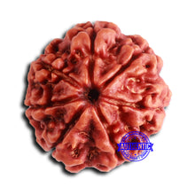 Load image into Gallery viewer, 7 Mukhi Nepalese Rudraksha - Bead No 629