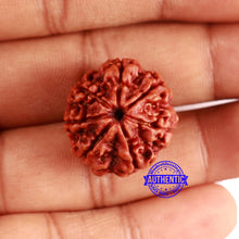 Load image into Gallery viewer, 7 Mukhi Nepalese Rudraksha - Bead No 629