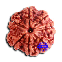 Load image into Gallery viewer, 7 Mukhi Nepalese Rudraksha - Bead No 633