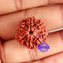 Load image into Gallery viewer, 7 Mukhi Nepalese Rudraksha - Bead No 633