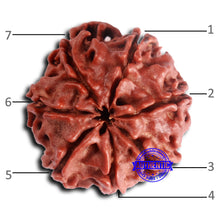 Load image into Gallery viewer, 7 Mukhi Nepalese Rudraksha - Bead No 634