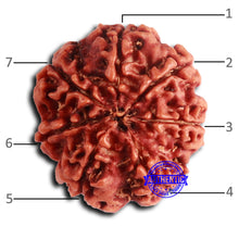 Load image into Gallery viewer, 7 Mukhi Nepalese Rudraksha - Bead No 635