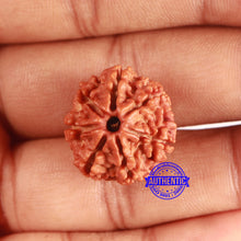 Load image into Gallery viewer, 7 Mukhi Nepalese Rudraksha - Bead No 636