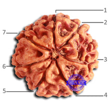 Load image into Gallery viewer, 7 Mukhi Nepalese Rudraksha - Bead No 638