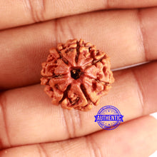 Load image into Gallery viewer, 7 Mukhi Nepalese Rudraksha - Bead No 638