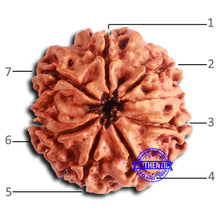 Load image into Gallery viewer, 7 Mukhi Nepalese Rudraksha - Bead No 639