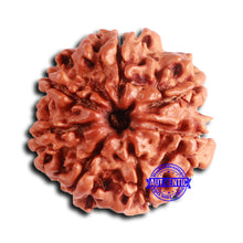 Load image into Gallery viewer, 7 Mukhi Nepalese Rudraksha - Bead No 639