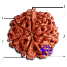 Load image into Gallery viewer, 7 Mukhi Nepalese Rudraksha - Bead No 640
