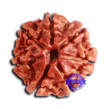 Load image into Gallery viewer, 7 Mukhi Nepalese Rudraksha - Bead No 640
