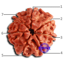 Load image into Gallery viewer, 7 Mukhi Nepalese Rudraksha - Bead No 641