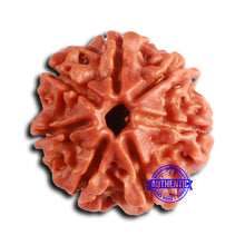 Load image into Gallery viewer, 7 Mukhi Nepalese Rudraksha - Bead No 641