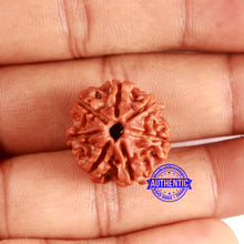 Load image into Gallery viewer, 7 Mukhi Nepalese Rudraksha - Bead No 641