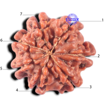 Load image into Gallery viewer, 7 Mukhi Nepalese Rudraksha - Bead No 178