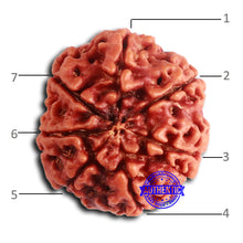 Load image into Gallery viewer, 7 Mukhi Nepalese Rudraksha - Bead No 612