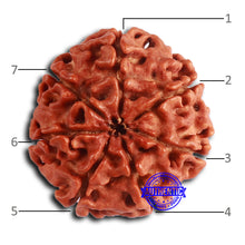 Load image into Gallery viewer, 7 Mukhi Nepalese Rudraksha - Bead No 615