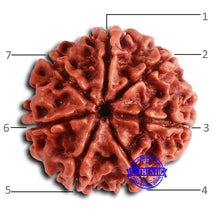Load image into Gallery viewer, 7 Mukhi Nepalese Rudraksha - Bead No 616