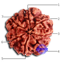 Load image into Gallery viewer, 7 Mukhi Nepalese Rudraksha - Bead No 617