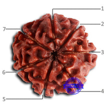 Load image into Gallery viewer, 7 Mukhi Nepalese Rudraksha - Bead No 618